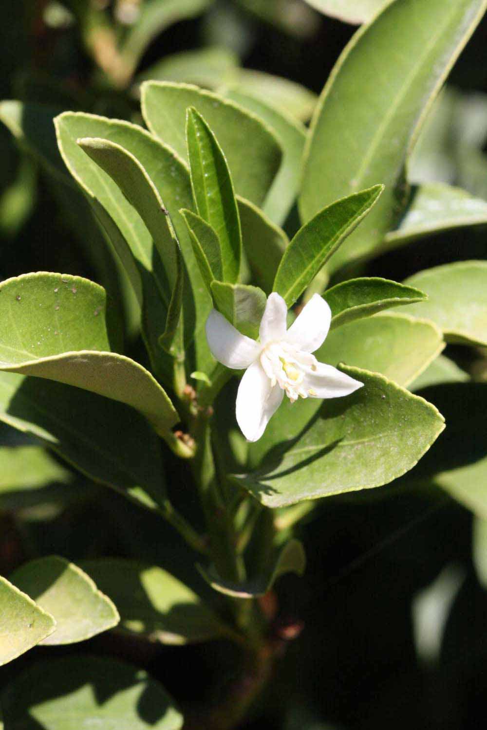              Flower (Winter Haven, FL)       